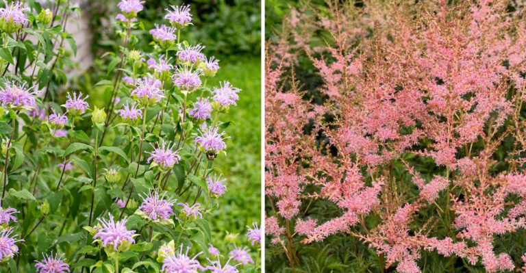 wild bergamot and astilbe