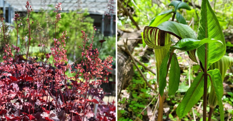 coral bells and jack in the pulpit
