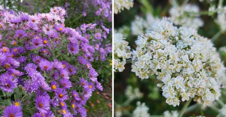 These Perennials Keep California Gardens Colorful After Spring Flowers Fade