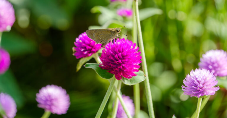 These Plants Actually Grow Better Once California Summer Heat Hits