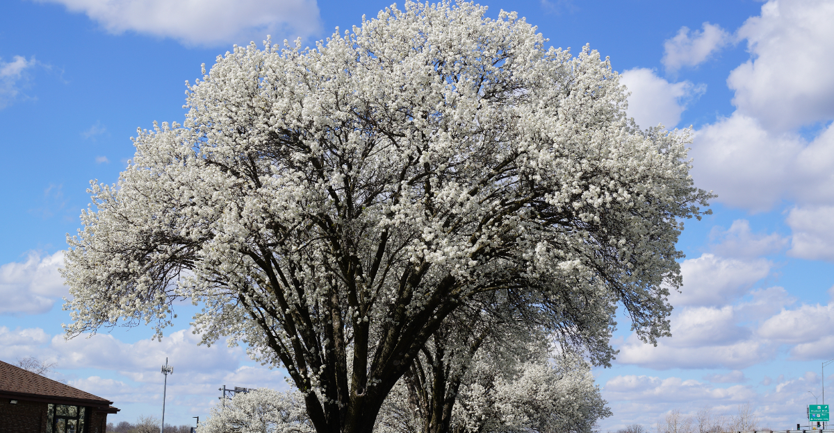 bradford pear