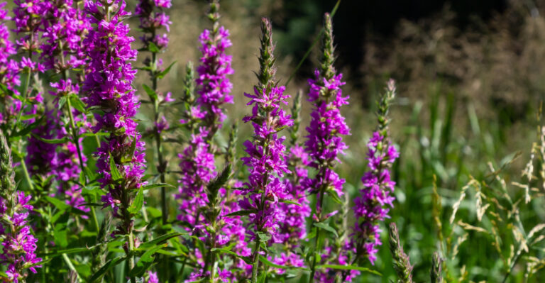 purple loosestrife