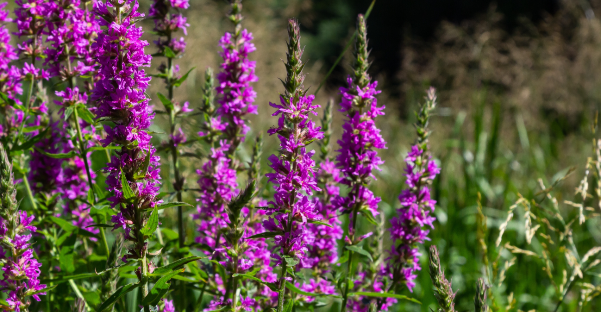 purple loosestrife
