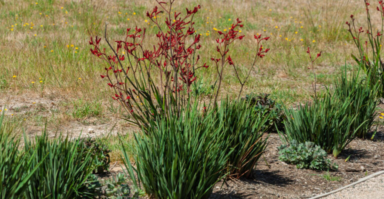 These Plants Make Dry California Front Yards Look Full Without A Lawn