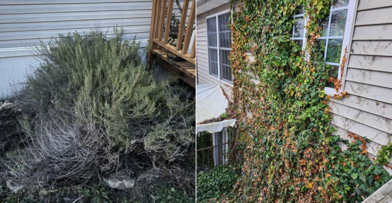 These Plants Oregon Gardeners Regret Putting Near Patios