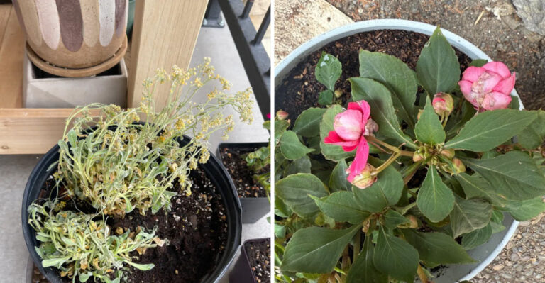 These Plants Struggle In Texas Summer Heat