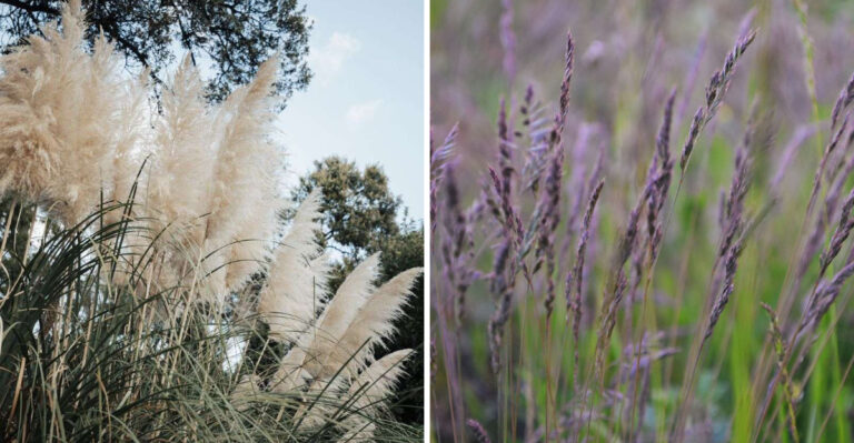 These Popular Ornamental Grasses Are Restricted In Wisconsin, And Here’s Why
