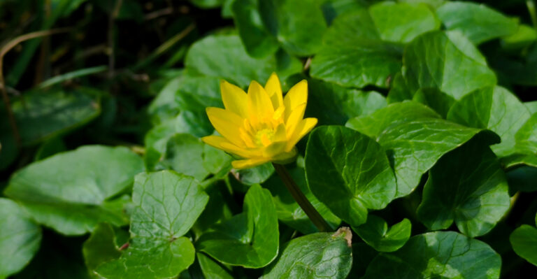 These Pretty Oregon Plants Can Escape Your Yard And Become A Problem