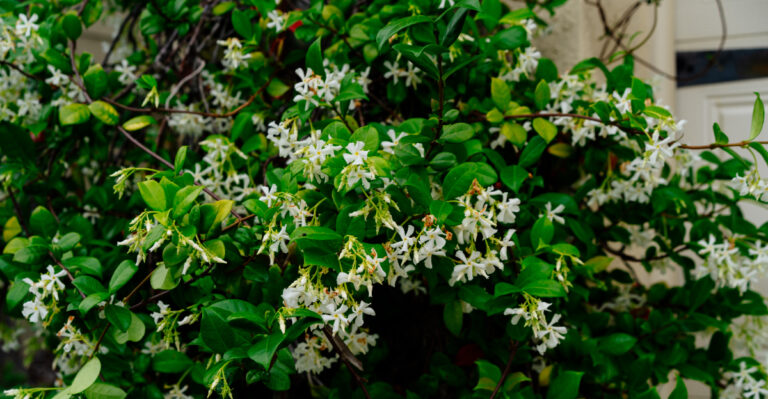 These Privacy Plants Create A Dense Screen Along California Fences Faster Than You’d Think