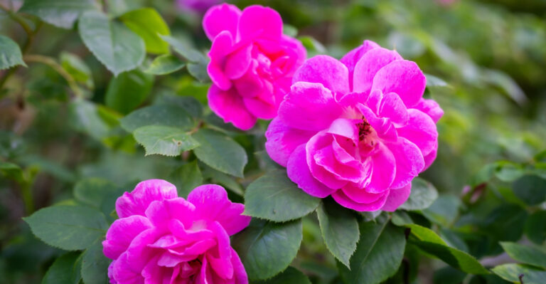 These Shrub Roses Thrive In Oregon Shade Where Hybrid Teas Simply Won’t Grow