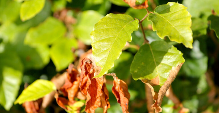 These Signs Suggest Your Plant Has Been Severely Affected By Florida Heat