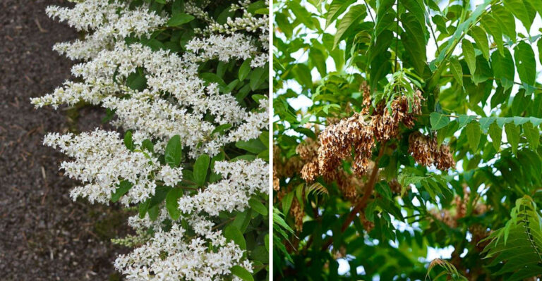 These South Carolina Plants Might Be The Reason Fireflies Are Disappearing From Your Yard