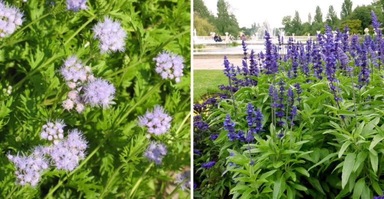 gregg's mistflower and mealy blue sage