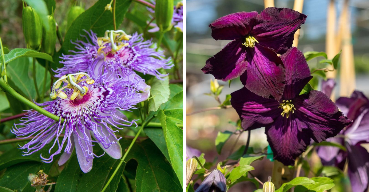 passionflower and scarlet clematis