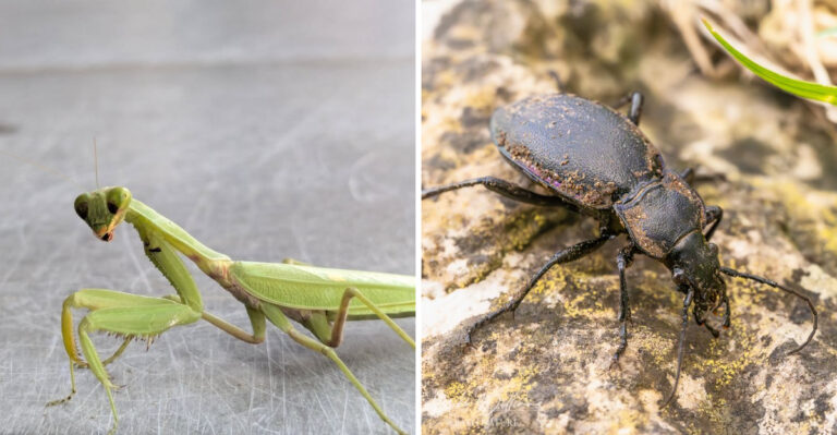 praying mantis and ground beetle