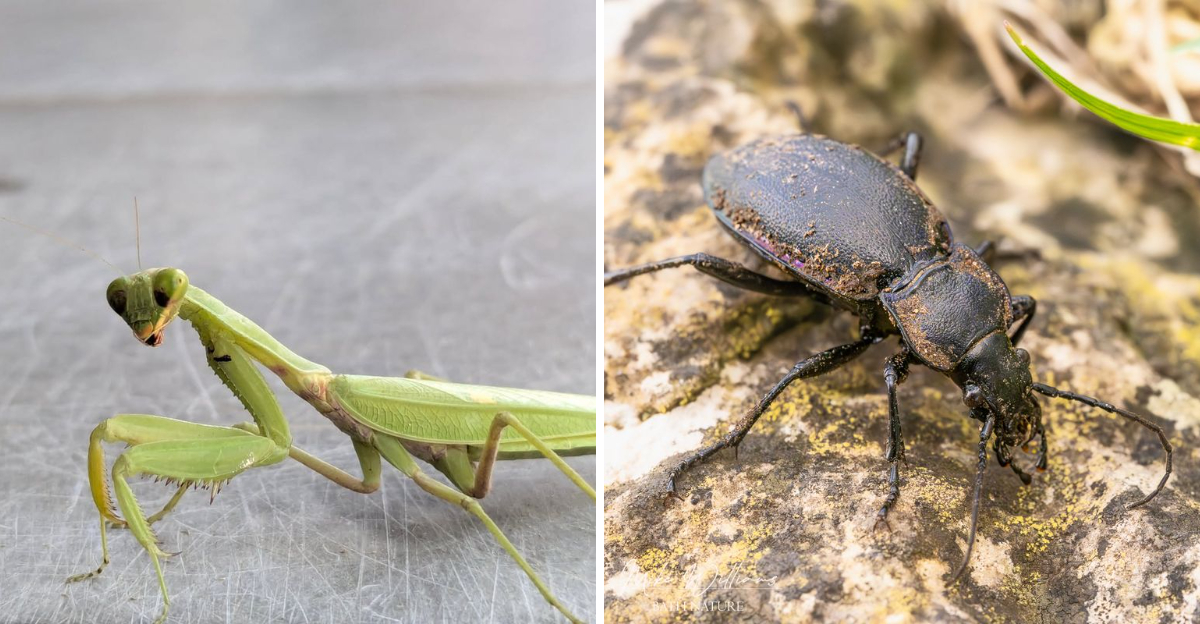 praying mantis and ground beetle