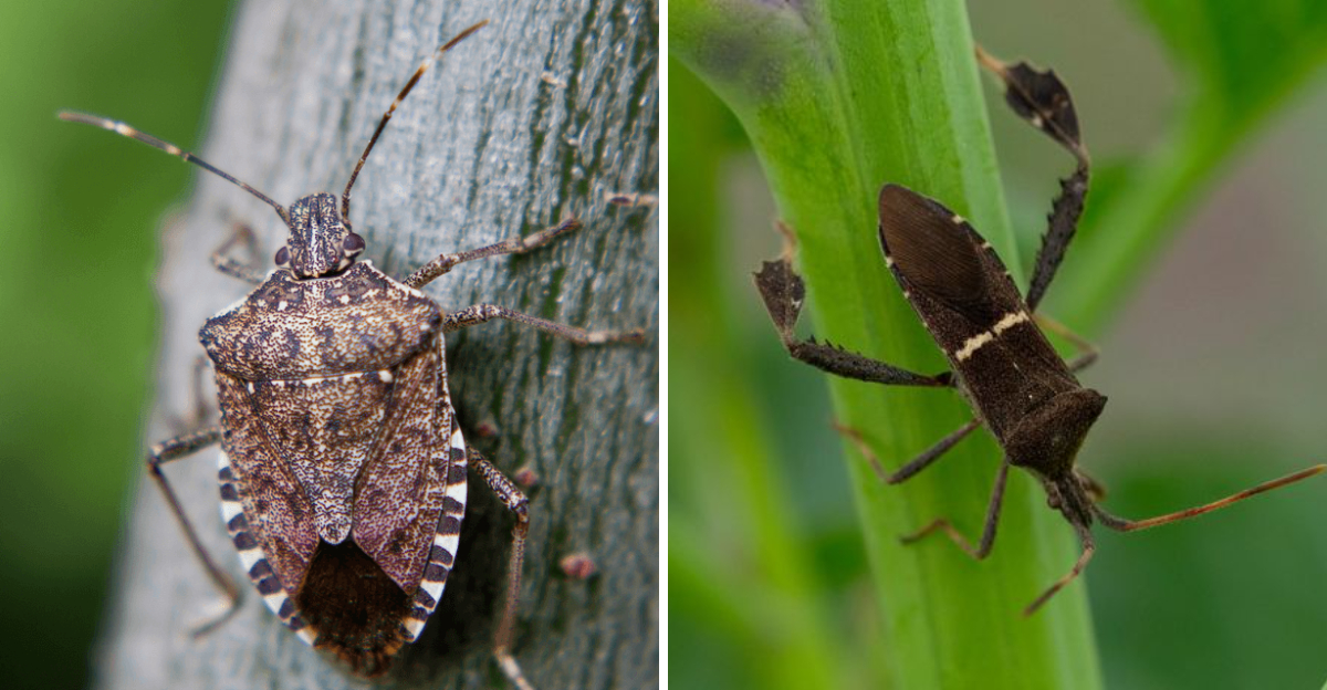 stink bug and leaf-footed bug