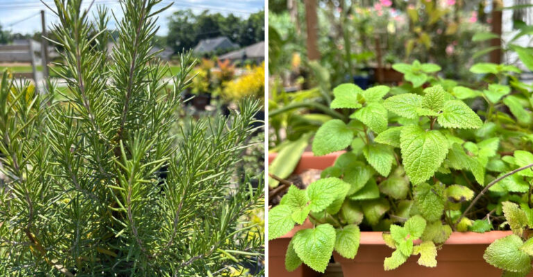 rosemary and lemon balm