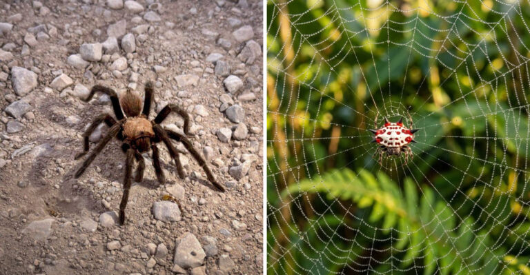 These Texas Garden Spiders Look Frightening But Are Doing Important Work