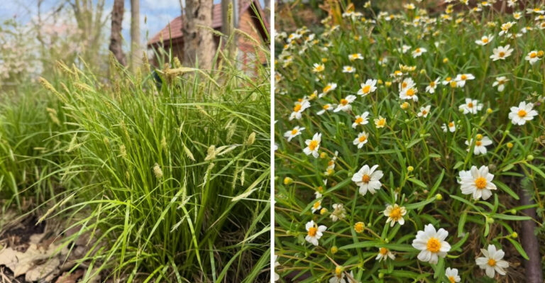 texas sedge and blackfoot daisy