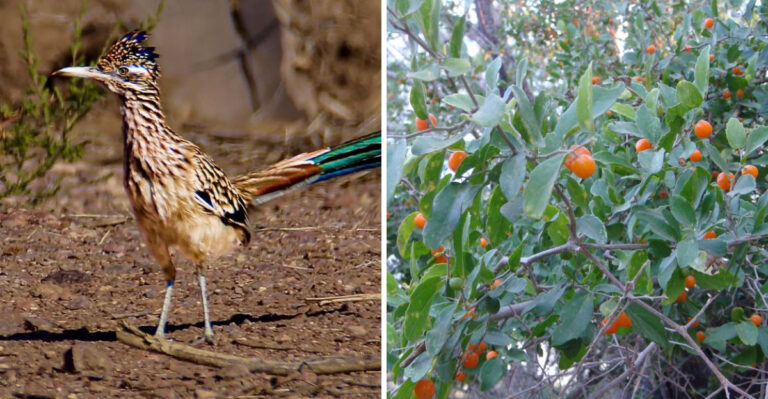 These Texas Native Plants Can Help Create Roadrunner-Friendly Hunting Habitat