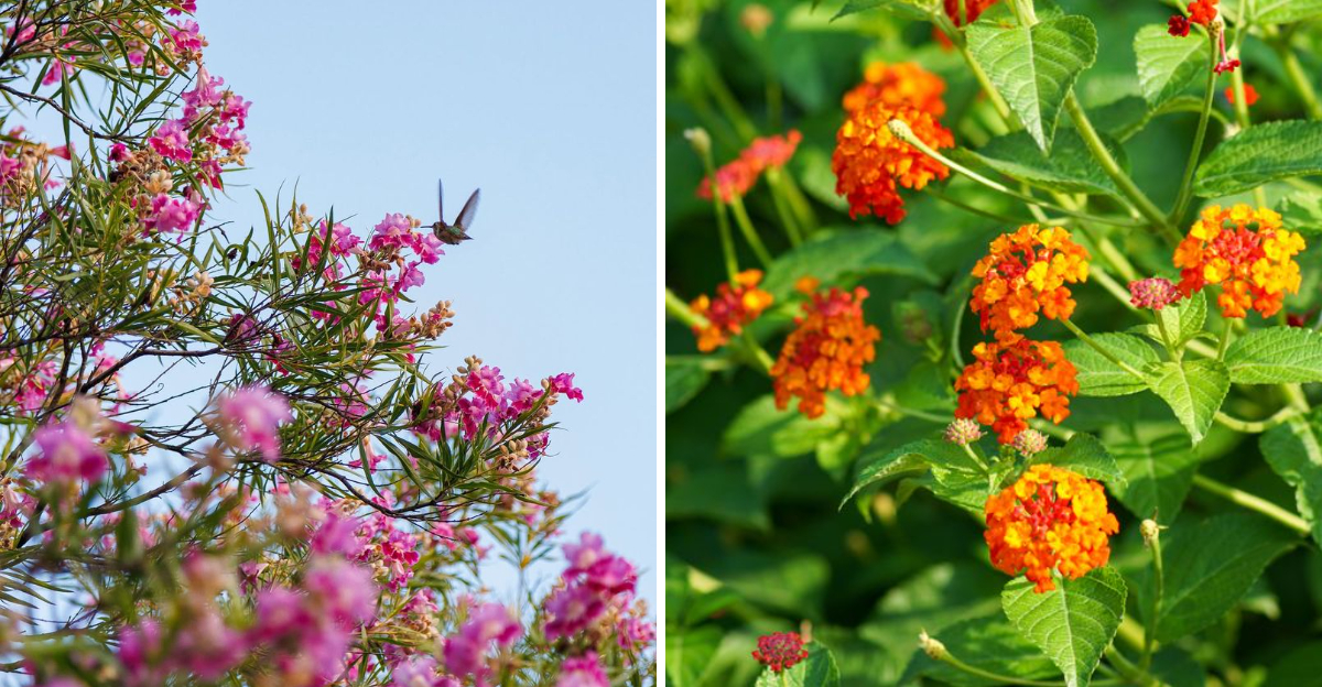 desert willow and lantana