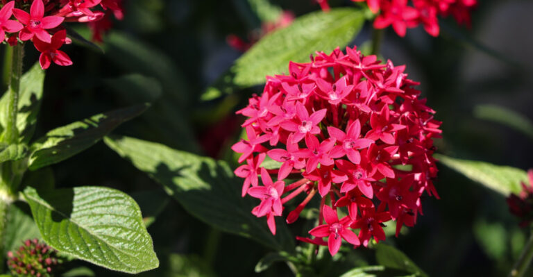 These Texas Plants Look Like Lantana But Cannot Match Its Heat And Drought Performance