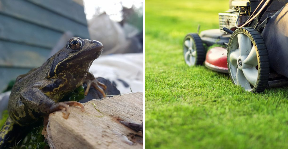 toad and lawn mowing