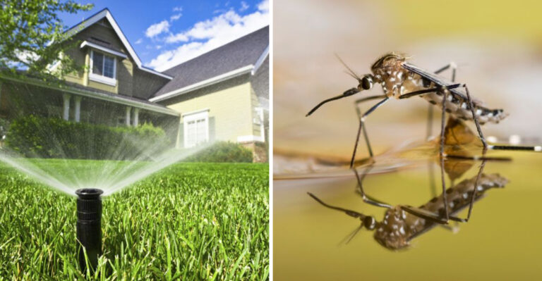 watering lawn and mosquito