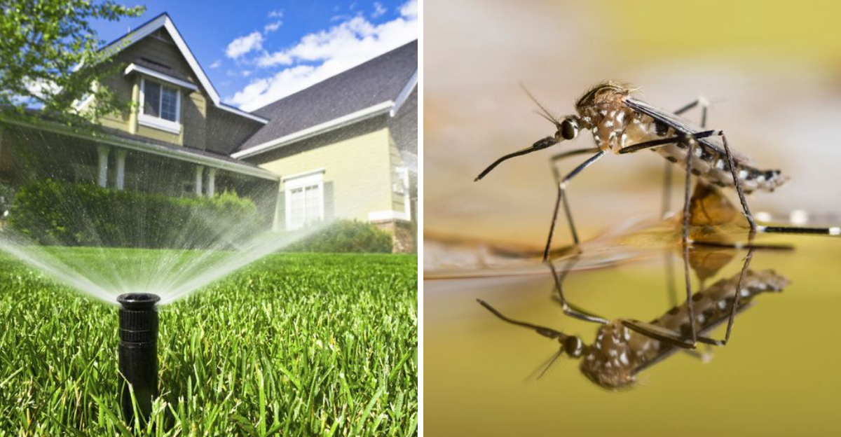 watering lawn and mosquito