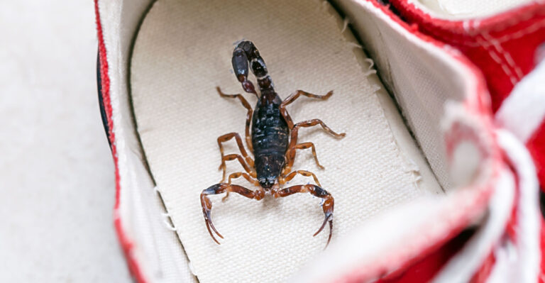 These Texas Yard Mistakes Are Making Your Scorpion Problem Worse No Matter What You Try