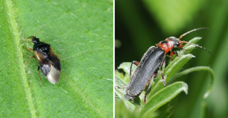 These Uncommon Insects Actually Make Michigan Gardens Healthier