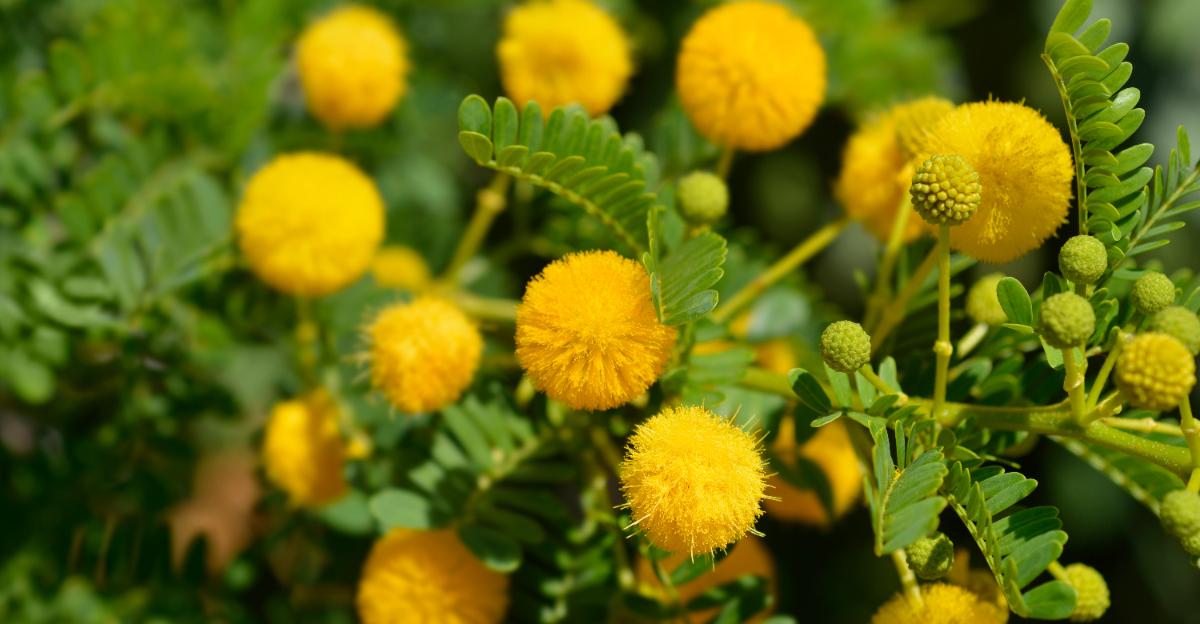 sweet acacia