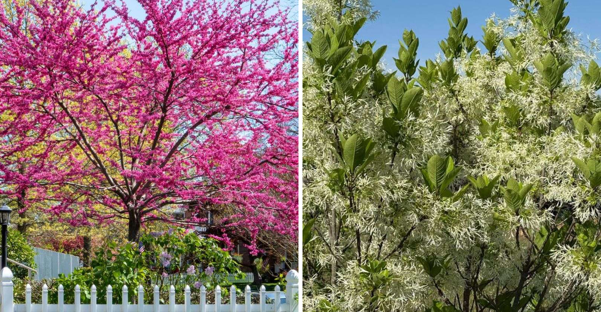 eastern redbud and fringe tree
