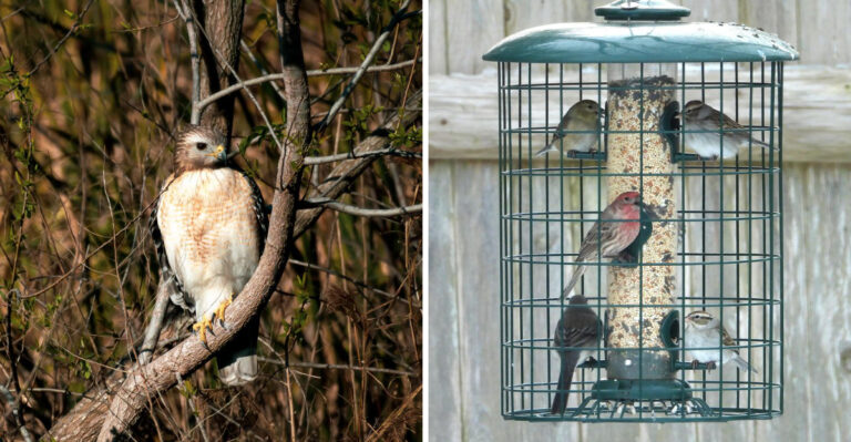 These Yard Conditions Make North Carolina Properties A Regular Hunting Ground For Hawks