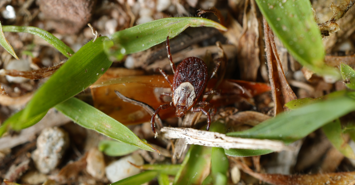 ticks in yard