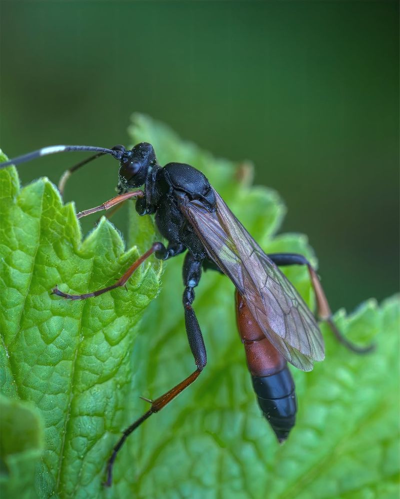 They Are A Sign Your Garden Is Becoming More Self-Regulating