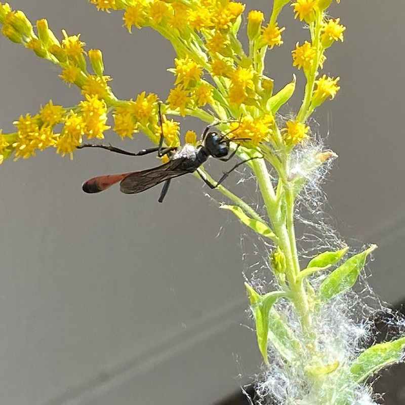 They Are Attracted By Small Nectar-Rich Flowers