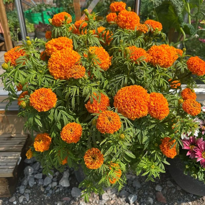 They Are Beginner-Friendly And Easy To Grow From Seed