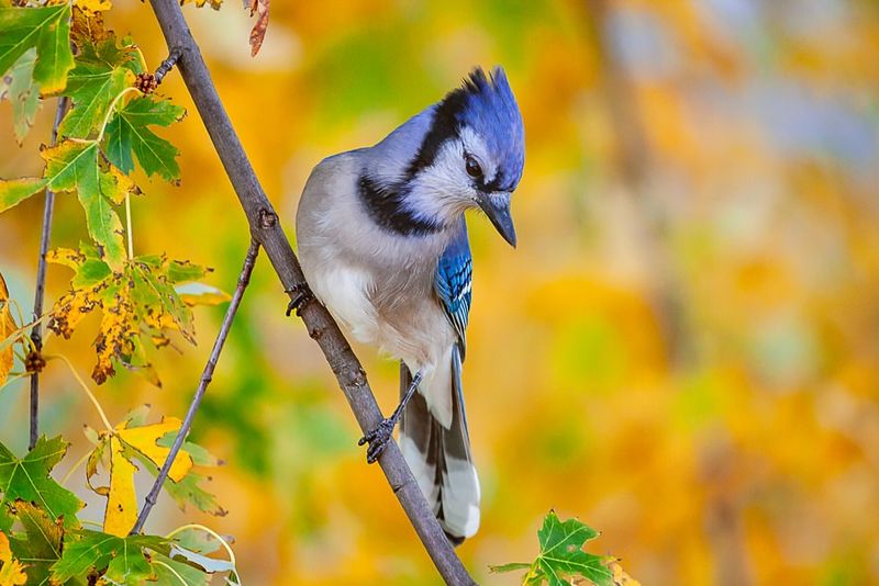 They Are Calling Other Birds Into The Scene