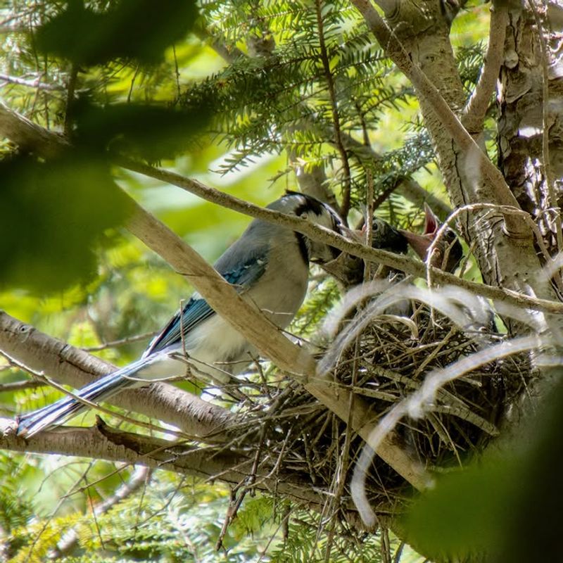 They Are Defending A Nesting Area