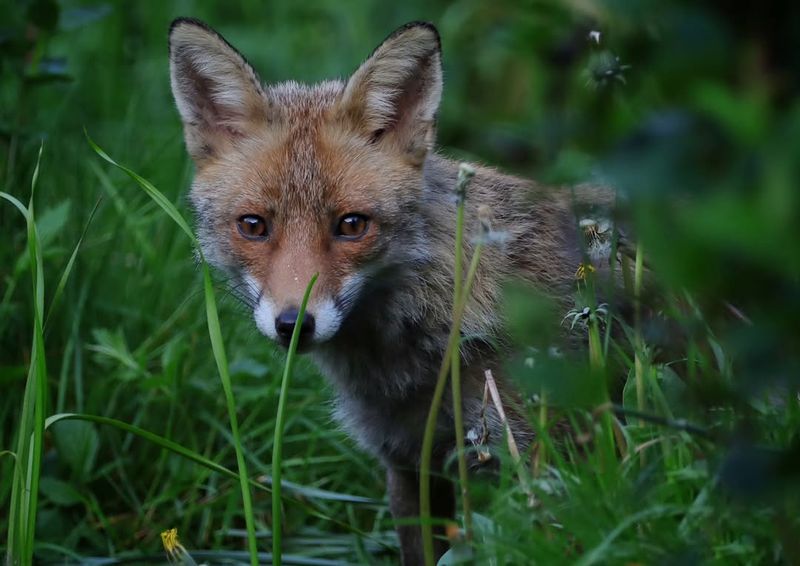 They Are Following Rodent Activity Around Beds And Sheds
