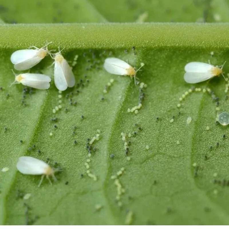 They Are Helping With Whitefly Pressure