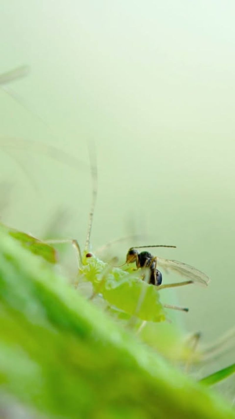 They Are Interrupting Pest Generations Before They Multiply