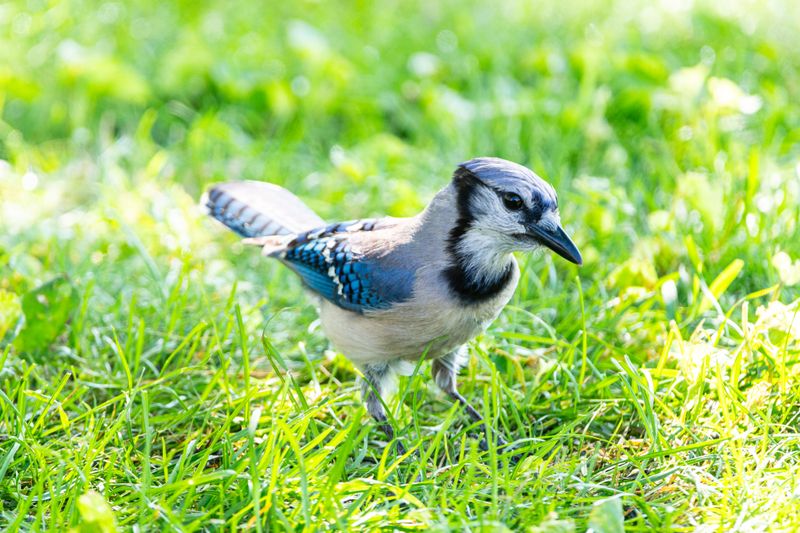 They Are Nesting Or Breeding Nearby They Are Nesting Or Breeding Nearby