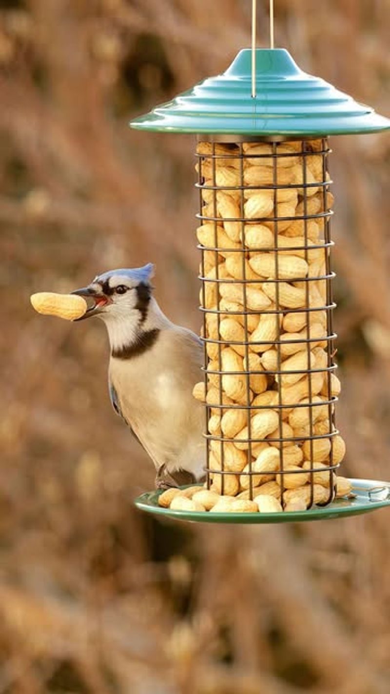 They Are Protecting Food Sources Around Oaks And Feeders