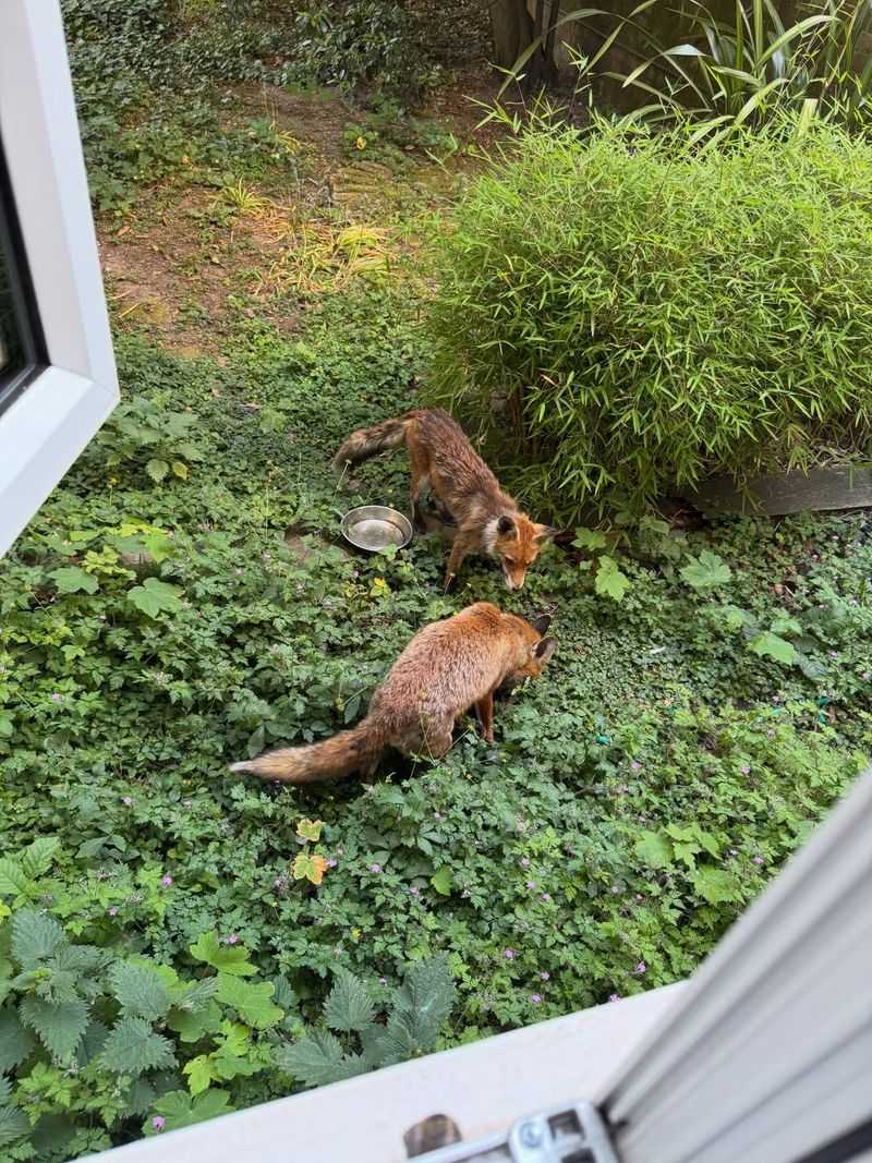 They Are Searching For Easy Food