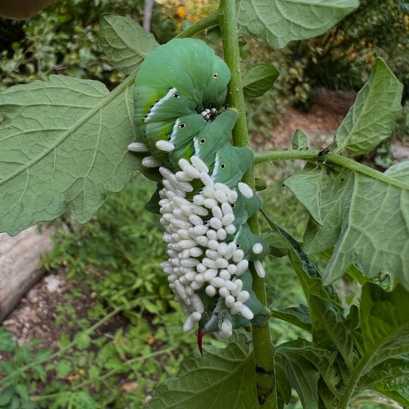 They Are Taking Pressure Off Tomato Plants