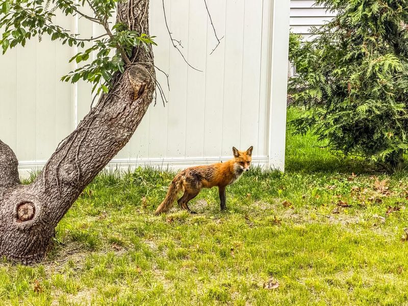 They Are Teaching Gardeners Where The Yard Needs Boundaries