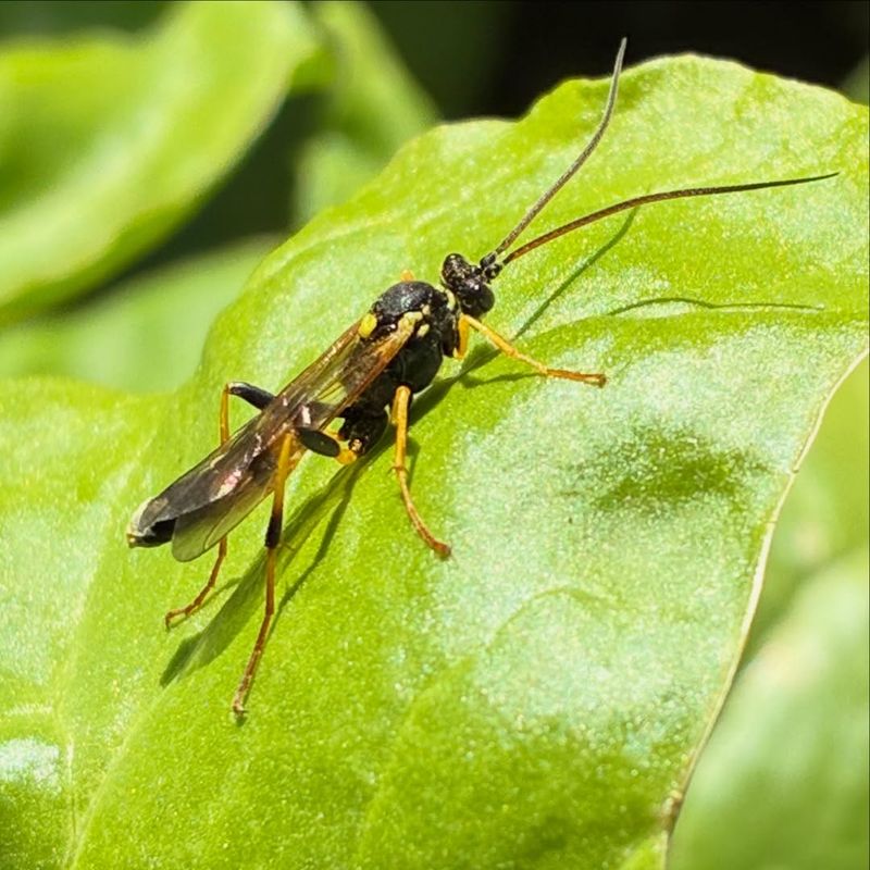 They Are Working Best When Gardeners Avoid Broad Sprays